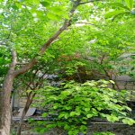 Satılır 3 otaqlı Həyət evi/villa, Azadlıq metrosu, Biləcəri qəs., Binəqədi rayonu 9