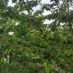 Продажа 10 комнат Дома/Виллы, м. Короглу метро, пос. Маштага, Сабунчу район 3