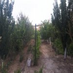 Kirayə (aylıq) 3 otaqlı Bağ evi, Şağan, Xəzər rayonu 6