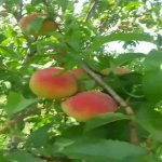 Satılır Torpaq Xaçmaz 5