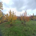 Satılır 3 otaqlı Bağ evi Şabran 4