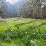 Satılır Torpaq, Bilgəh qəs., Sabunçu rayonu 4