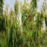 Продажа Участок Губа 5