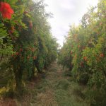 Продажа 8 комнатная Дома/Виллы Уджар 2