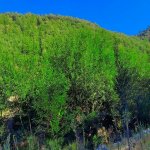 Kirayə (günlük) 3 otaqlı Həyət evi/villa Lerik 6