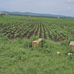Satılır Torpaq Cəlilabad 1