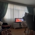 Kirayə (aylıq) 3 otaqlı Yeni Tikili Gəncə 6