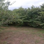 Satılır Torpaq Qəbələ 4
