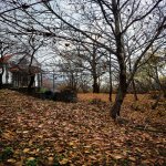 Kirayə (günlük) 1 otaqlı Bağ evi Zaqatala 1