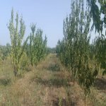 Продажа Участок Хачмаз / Набрань 3