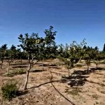 Продажа Участок, пос. Нардаран, Сабунчу район 7