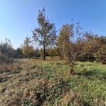 Satılır Torpaq Qəbələ 3