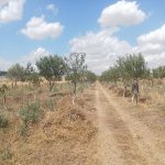 Satılır Torpaq Şamaxı 2