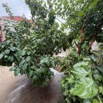 Satılır 3 otaqlı Həyət evi/villa, Binəqədi qəs., Binəqədi rayonu 4
