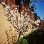 Kirayə (aylıq) 7 otaqlı Bağ evi, Novxanı, Abşeron rayonu 21