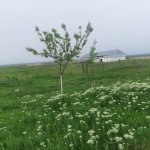 Satılır 5 otaqlı Bağ evi Şamaxı 16