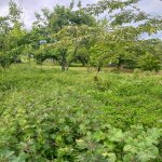 Satılır Torpaq İsmayıllı 21