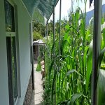 Kirayə (günlük) 3 otaqlı Həyət evi/villa Qax 6