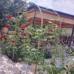 Kirayə (günlük) 3 otaqlı Bağ evi İsmayıllı 3