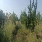 Продажа Участок Хачмаз / Набрань 2