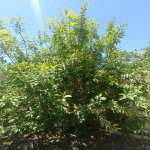 Продажа 3 комнатная Дома/Виллы, пос. Бинагяди, Бинагадинский р-н район 29