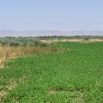 Kirayə (aylıq) Torpaq Hacıqabul 2