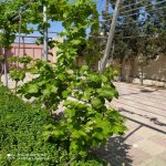 Kirayə (aylıq) 6 otaqlı Bağ evi, Bilgəh qəs., Sabunçu rayonu 10
