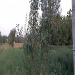 Kirayə (günlük) 4 otaqlı Yeni Tikili Qəbələ 23