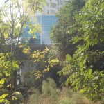 Satılır Torpaq, Badamdar qəs., Səbail rayonu 4