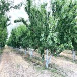 Продажа Объект Шабран 11