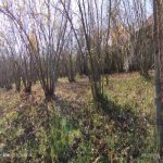 Satılır Torpaq Xaçmaz / Xudat 7