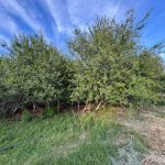 Продажа Участок, Новханы, Абшерон район 1