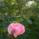 Kirayə (günlük) 3 otaqlı Həyət evi/villa İsmayıllı 12