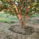 Satılır 5 otaqlı Həyət evi/villa, Fatmayi, Abşeron rayonu 17