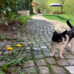 Kirayə (günlük) 3 otaqlı Həyət evi/villa Quba 25