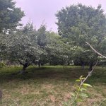 Satılır Torpaq Quba 5