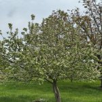 Satılır Torpaq İsmayıllı 9