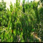 Продажа 4 комнатная Дома/Виллы, Хязяр район 3