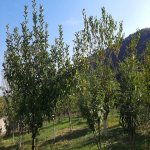 Satılır 4 otaqlı Həyət evi/villa Qəbələ 14