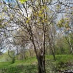 Satılır 3 otaqlı Həyət evi/villa İsmayıllı 43