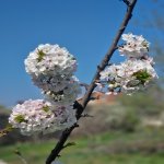 Продажа 3 комнатная Дача, Новханы, Абшерон район 18