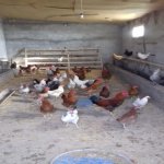 Satılır 10 otaqlı Həyət evi/villa Şamaxı 19