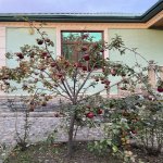 Kirayə (günlük) 3 otaqlı Həyət evi/villa Qəbələ 15