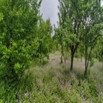 Satılır Torpaq İsmayıllı 1