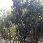 Kirayə (aylıq) 3 otaqlı Həyət evi/villa, 8 Noyabr metrosu, Nəsimi rayonu 11