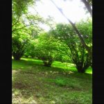 Satılır Torpaq Qəbələ 3