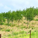 Продажа Участок Шамаха 11