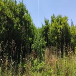 Satılır Torpaq, Goradil, Abşeron rayonu 17