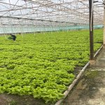 Продажа Объект, Бузовна, Хязяр район 5