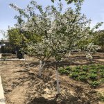 Kirayə (aylıq) 5 otaqlı Bağ evi, Abşeron rayonu 18